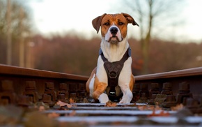 background, animals, dog, railway