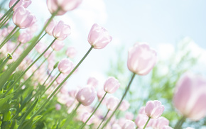 tulips, flowers, leaves