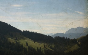 forest, nature, landscape