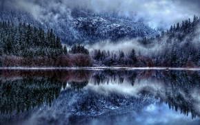 winter, forest
