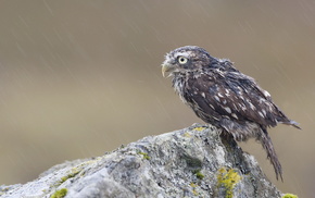 bird, animals, rain, owl, rock