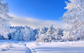 trees, winter, nature, snow