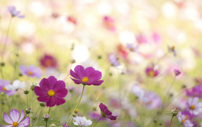 petals, flowers