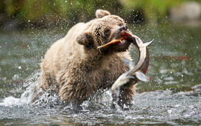 animals, USA