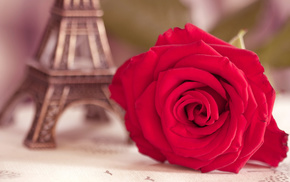 flowers, rose, macro, flower, Eiffel Tower