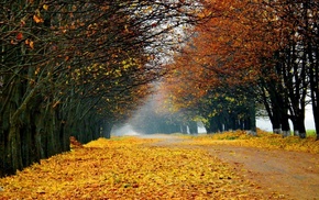 trees, forest, tree, nature