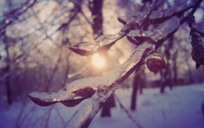 macro, ice, nature, beautiful, winter