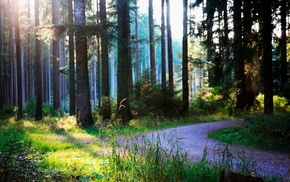 summer, forest, road, nature