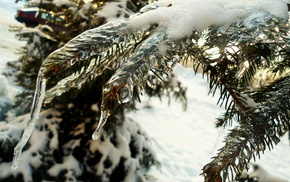 winter, fir-tree, ice