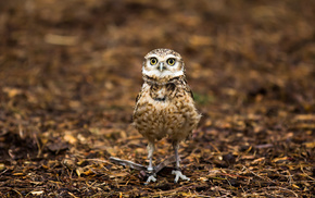 nature, animals, background, owl