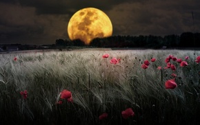 moon, field, nature, flowers