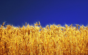 Ukraine, sky, wheat, stunner
