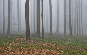 mist, forest, trees, nature