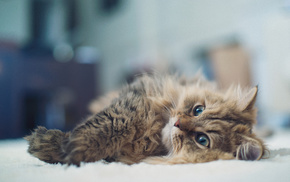 animals, lying down