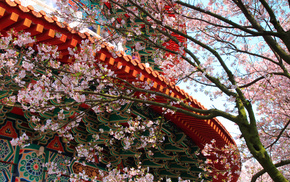 sakura, building, patterns, stunner, tree