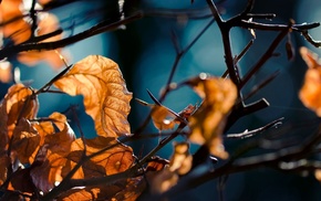 macro, leaves, autumn, forest