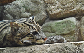 animals