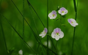 grass, flowers, background, petals, dew