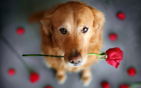 rose, background, dog, animals