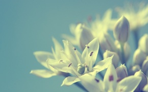 flowers, macro, background