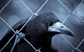 fence, macro, animals