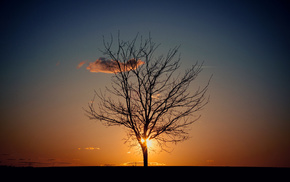 Sun, evening, tree, sky, nature