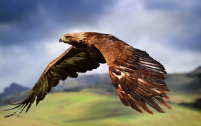 eagle, bird, wings, fly, animals