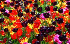 flowers, flower, tulips