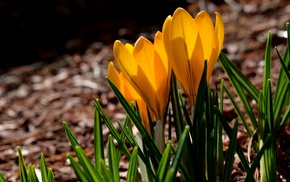 spring, petals