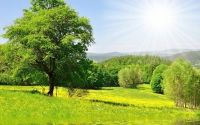 forest, summer, trees, greenery, nature