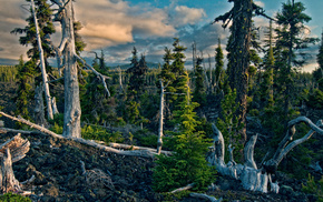 mountain, forest, nature, sky