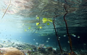 water, lake, nature