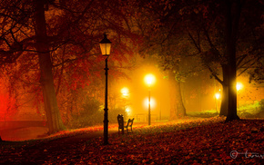 light, nature, autumn, park, night