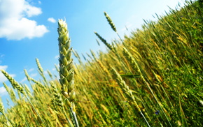 wheat, field, summer