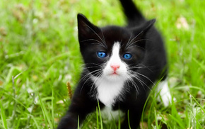 black, animals, cat, grass