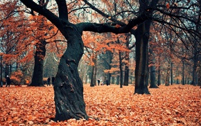 park, tree, autumn