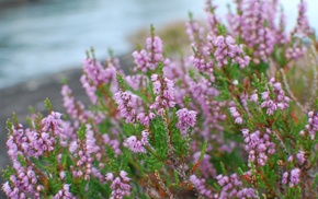 macro, flowers