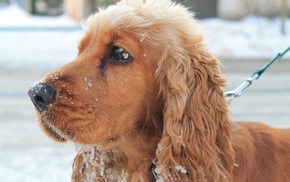 dog, snow, winter, animals, beautiful