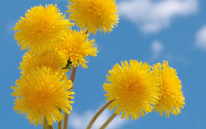 flowers, summer, clouds, sky