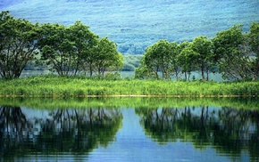 trees, nature, plants, water, greenery