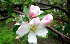 flowers, spring