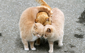 animals, redhead