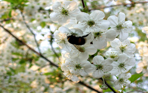 trees, spring, flowers