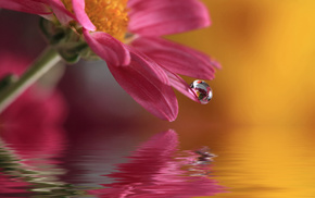 nature, flower, water, flowers