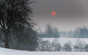 nature, trees, snow, winter, Sun