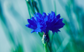 flower, blue, flowers, macro, motion blur