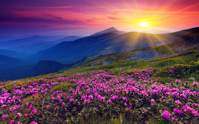 Sun, mountain, flowers, dawn, nature