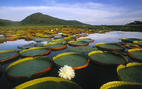 water, plants, nature