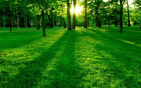 trees, Sun, nature, grass