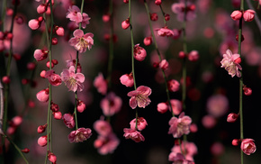 3D, flowers, sakura, pink
